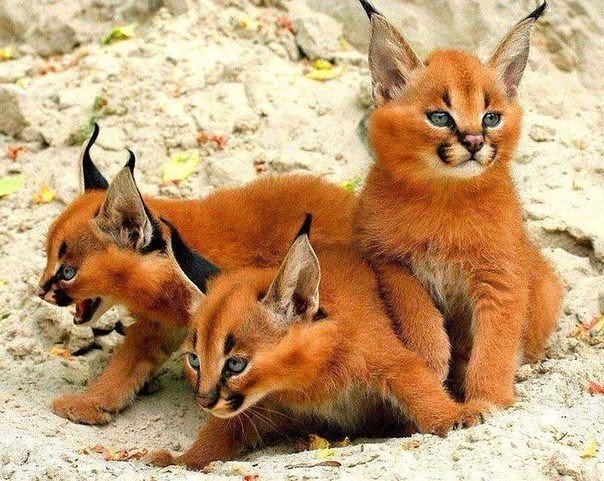 малыши - пнк, природа, малыши, животные - оригинал