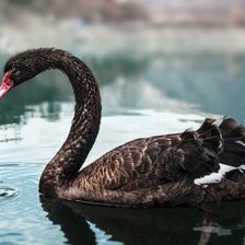 Схема вышивки «Черный лебедь»