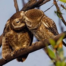 Схема вышивки «птичья любовь»