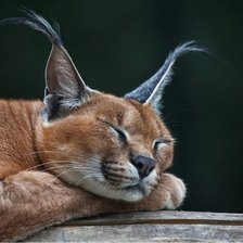 Схема вышивки «Спящий каракал»