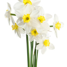 Схема вышивки «белые нарциссы»