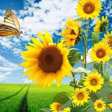 Схема вышивки «подсолнухи»