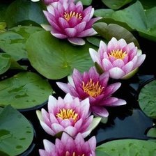 Схема вышивки «Лотос»