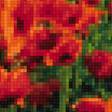 Предпросмотр схемы вышивки «Маковое поле» (№2295036)