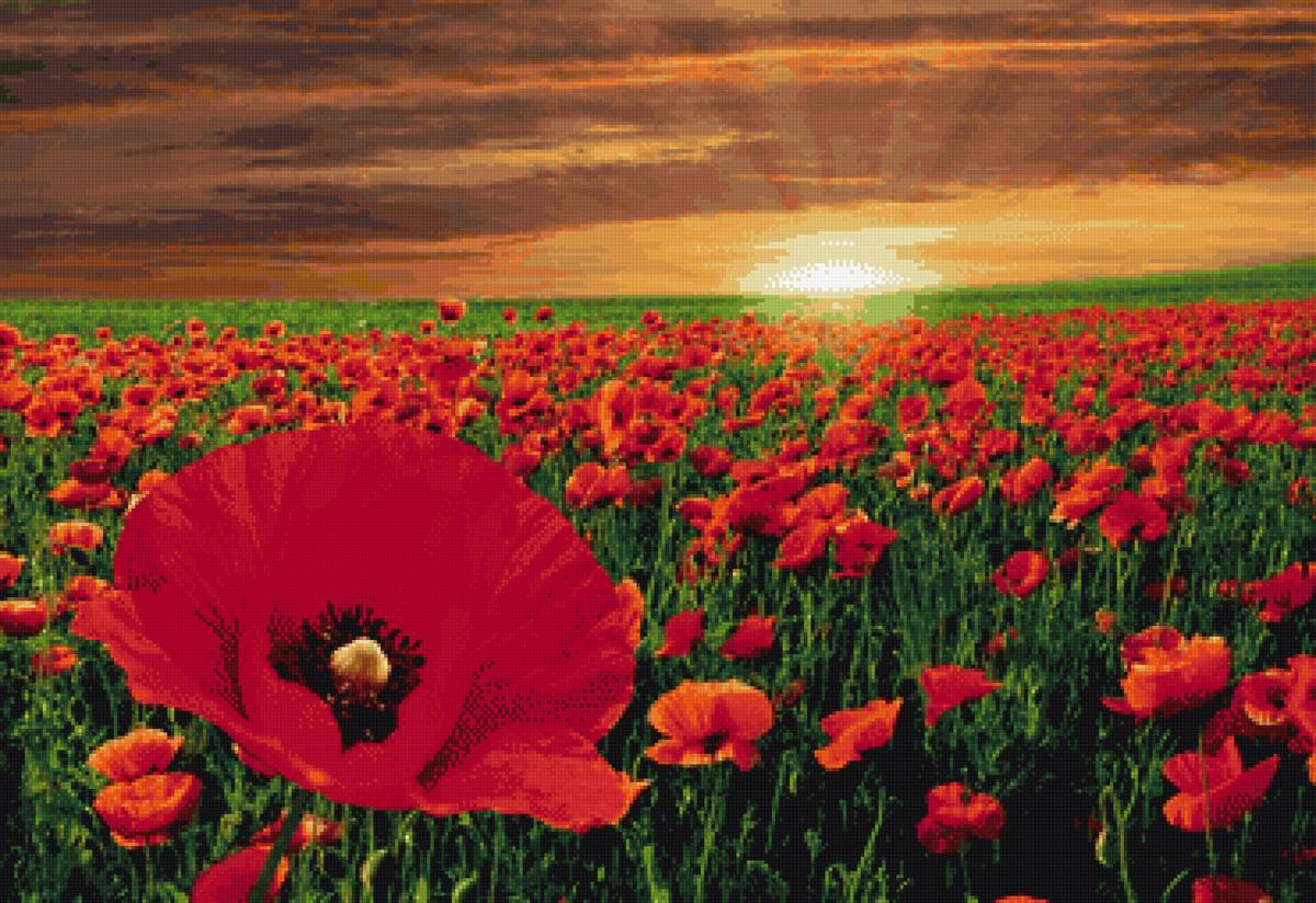 Маковое поле - denecs - предпросмотр