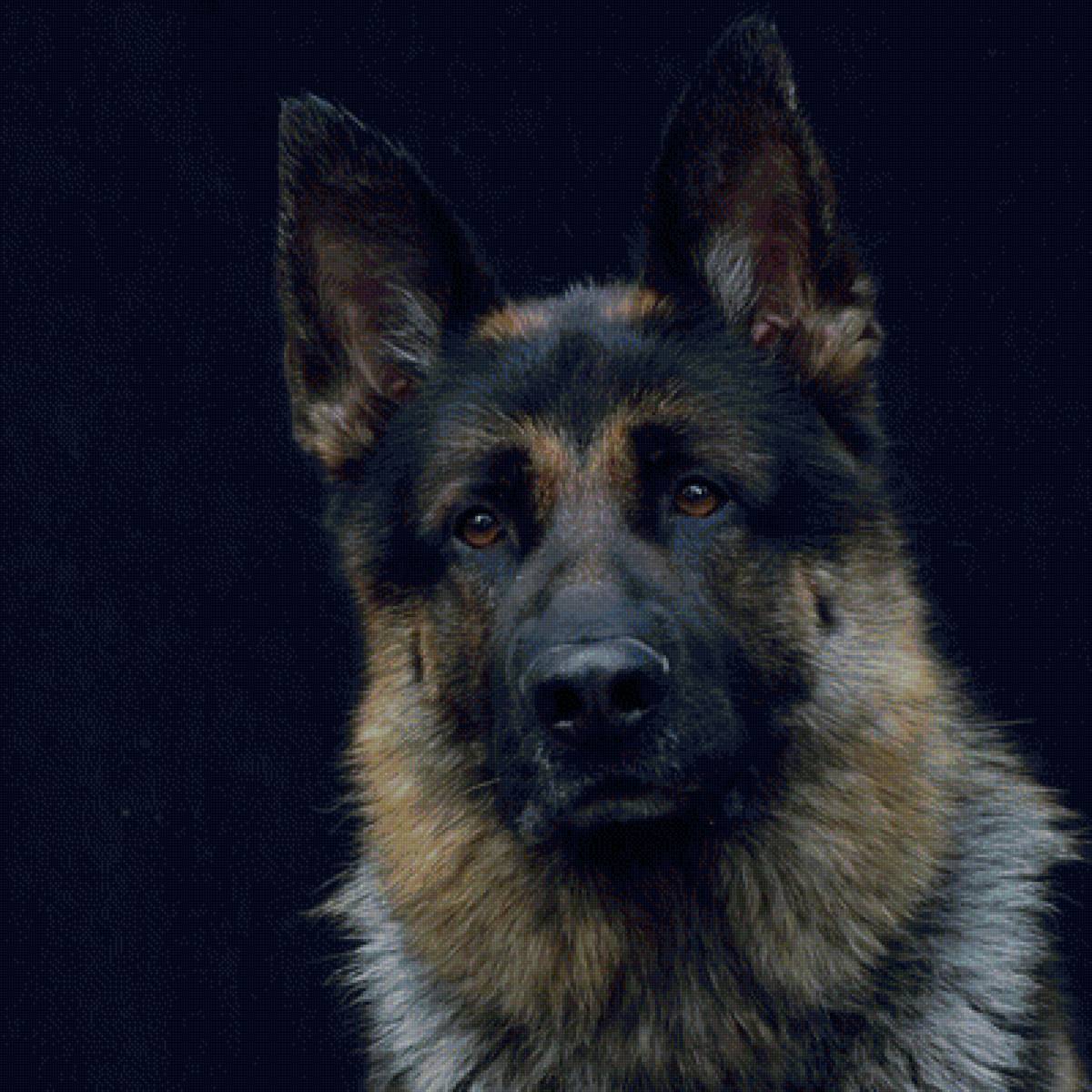 немецкая овчарка - собака - предпросмотр