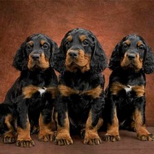 Схема вышивки «щенки»