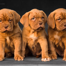 Схема вышивки «щены»