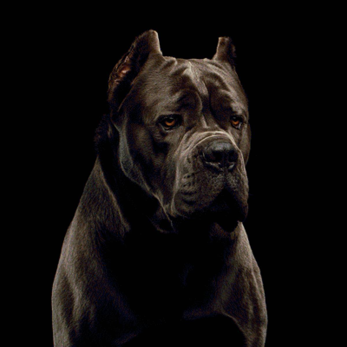 пес - предпросмотр