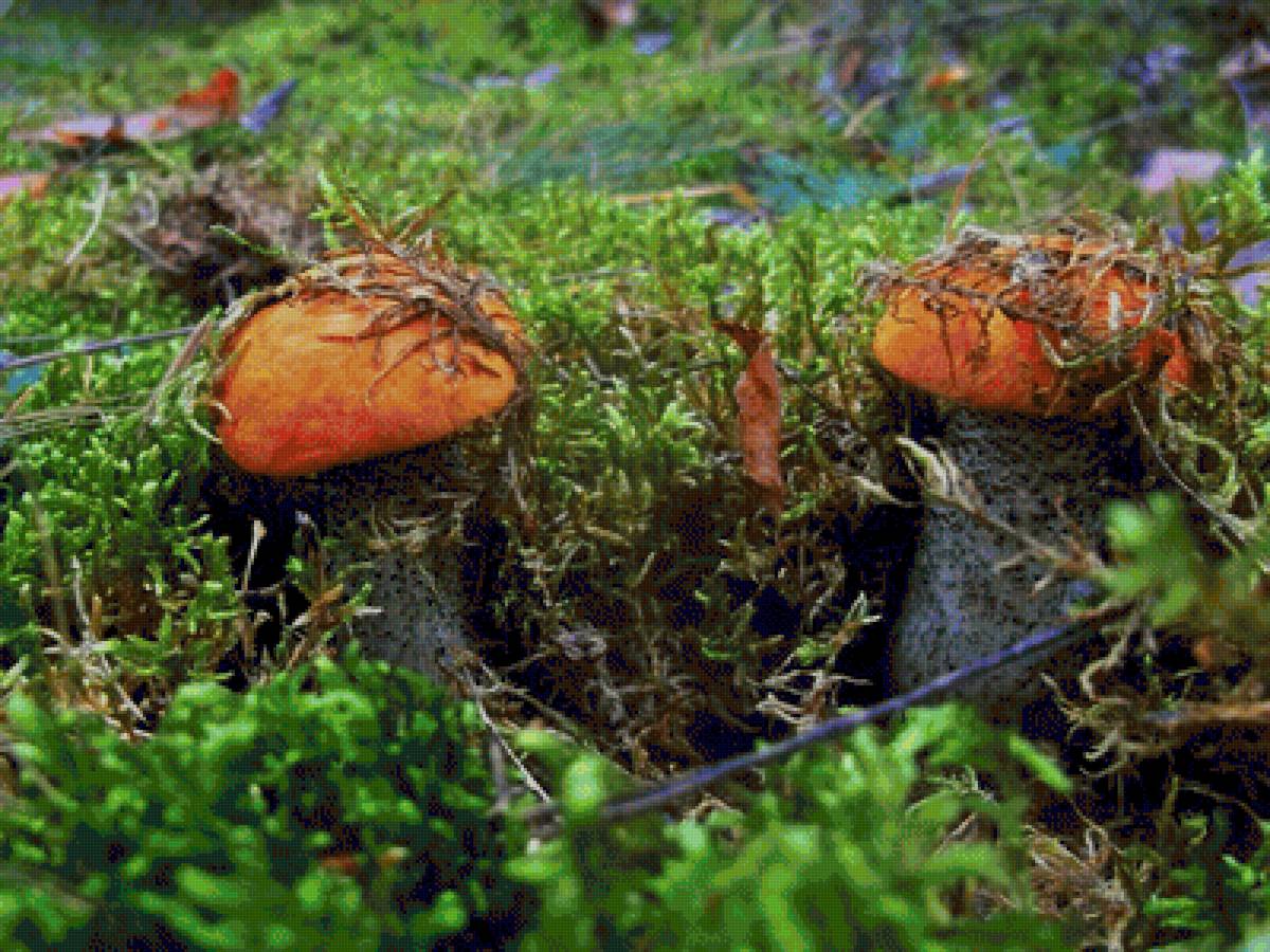 Спрятались - грибы, подосиновики - предпросмотр