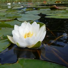 Схема вышивки «Кувшинки»