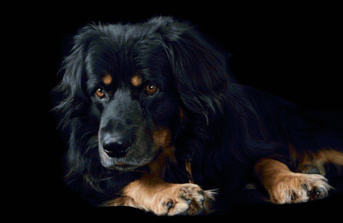 пес - собака - предпросмотр