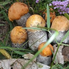 Схема вышивки «Грибное семейство»