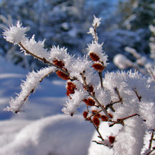 Схема вышивки «иней»