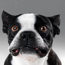 Схема вышивки «бульдог»