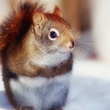 Схема вышивки «белка»