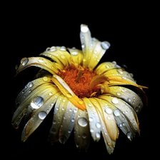 Схема вышивки «ромашка»