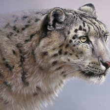 Схема вышивки «снежный барс»