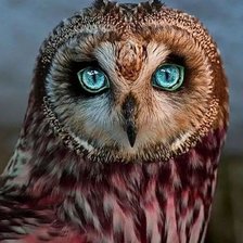 Схема вышивки «Сова»