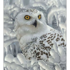 Схема вышивки «Полярная сова.»