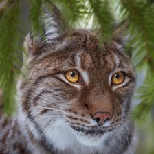 Схема вышивки «Lince.»