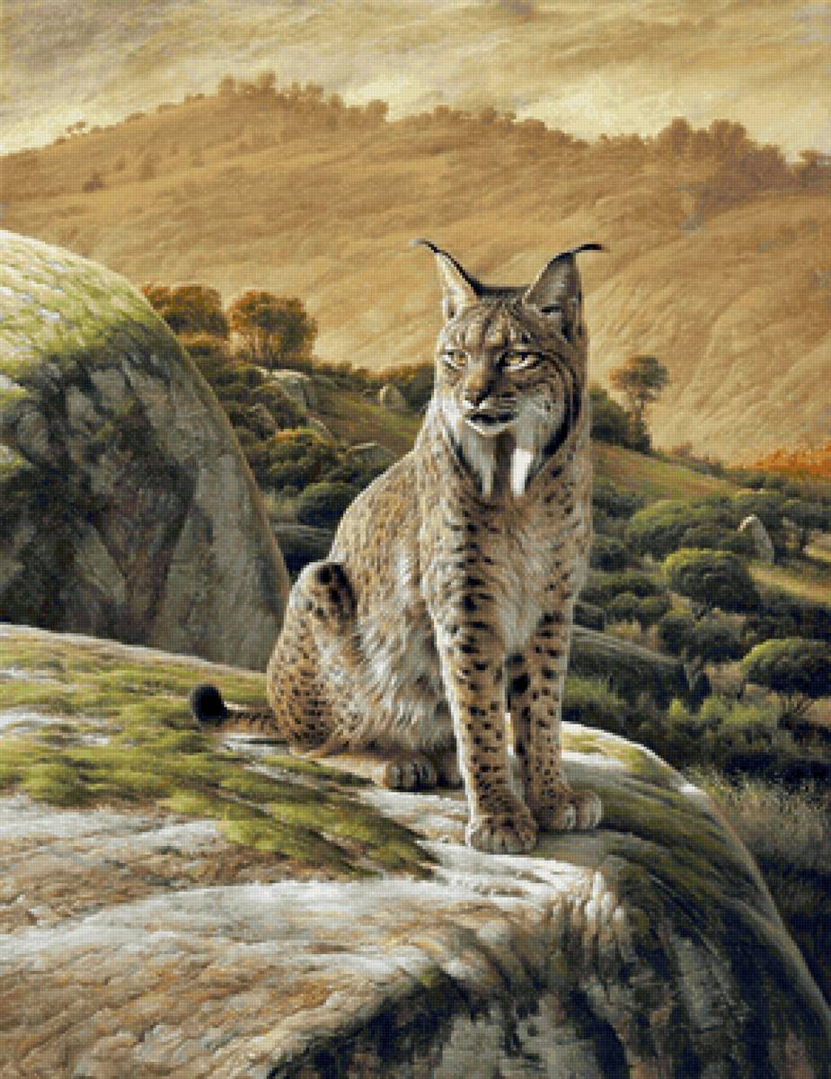 Lince. - animais.montanhas. - предпросмотр