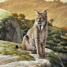 Lince.