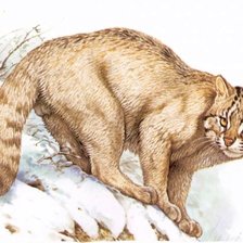 Схема вышивки «Gato.selvagem.»