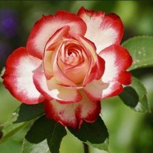 Схема вышивки «Bella rosa»