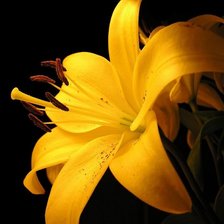 Схема вышивки «букет»