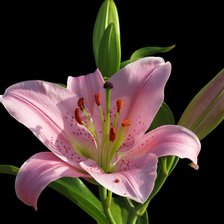 Схема вышивки «лилия»