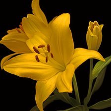 Схема вышивки «лилия»