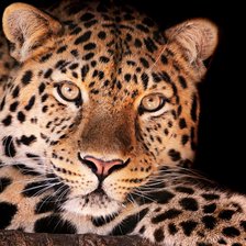 Схема вышивки «леопард»