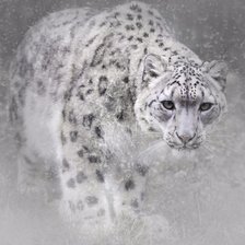 Схема вышивки «барс»