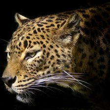 Схема вышивки «леопард»