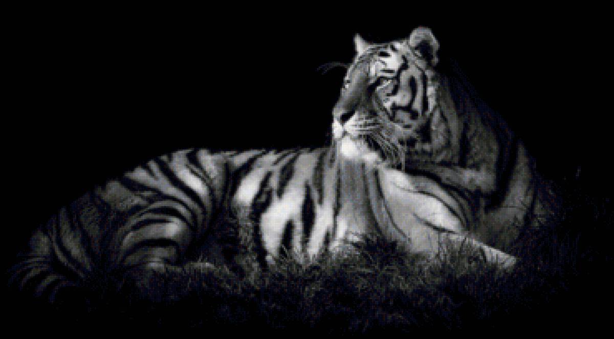 белый тигр - животные - предпросмотр