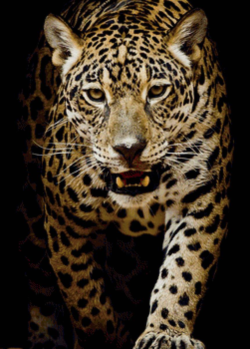 леопард - животные, портрет, леопард - предпросмотр