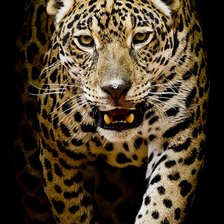 Схема вышивки «леопард»