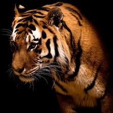 Схема вышивки «тигр»