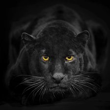 Схема вышивки «пантера»