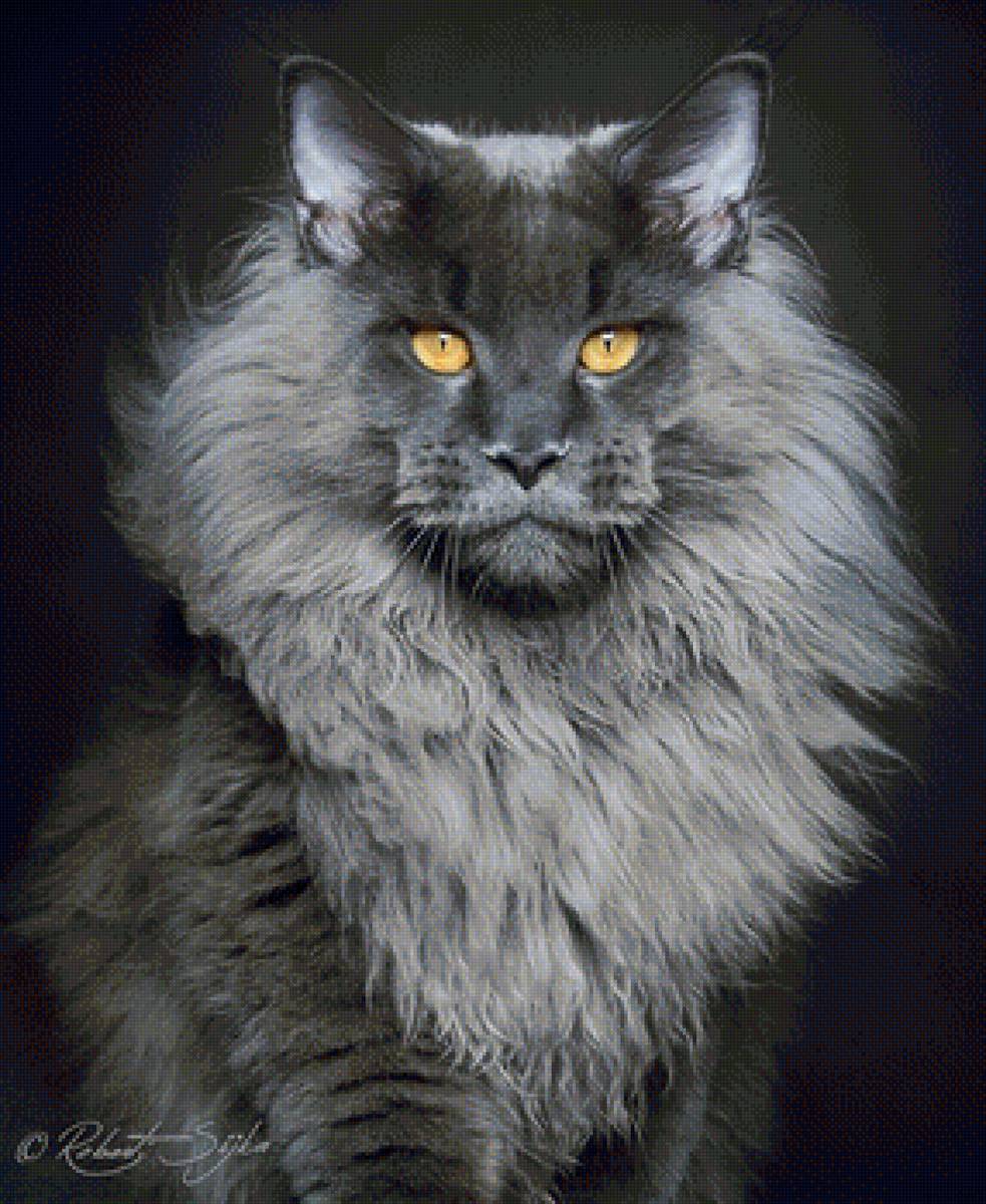 кот - животные, кот, портрет - предпросмотр