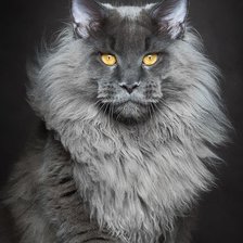 Схема вышивки «кот»