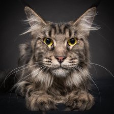 Схема вышивки «кот»