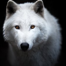 Схема вышивки «волк»