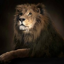 Схема вышивки «лев»