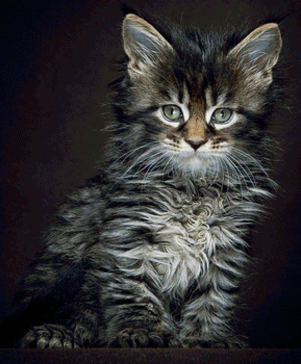 кот - животные, кот, портрет - предпросмотр