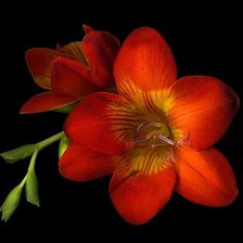 Схема вышивки «букет»