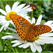 Схема вышивки «Бабачка Перламутровка»