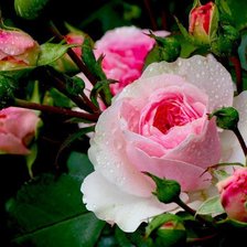 Схема вышивки «Розовая роза»