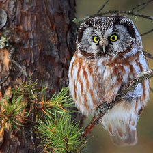 Схема вышивки «совушка»